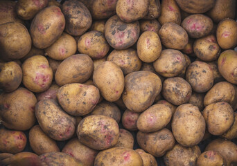 Freshly picked potatoes. Harvest on the farm.
