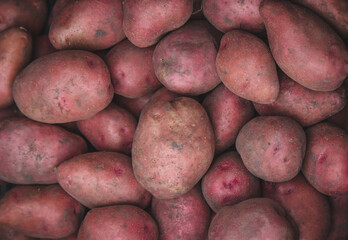 Freshly picked potatoes. Harvest on the farm.