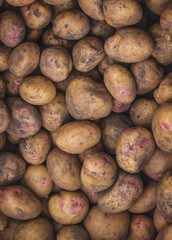 Freshly picked potatoes. Harvest on the farm.