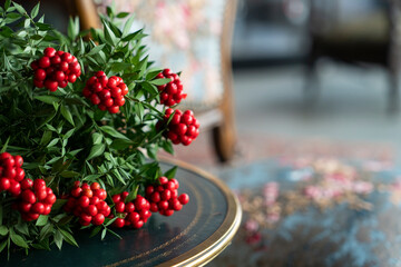 Turkey Christmas Flower 'Cochina' Photo, Kadikoy Istanbul, Turkey