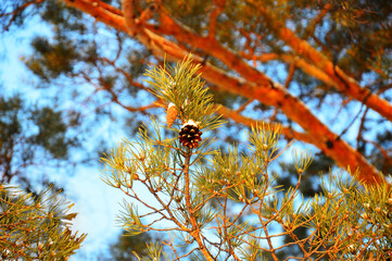 Two different cones on pine branches. In the forest against the blue sky. A young cone and a cone that has opened its petals.