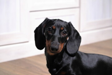 Four month old dachshund puppy sitting in a room. - obrazy, fototapety, plakaty