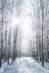 Powder-covered road through the forest on a clear frosty day.