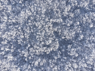 Tops of trees covered with frost.