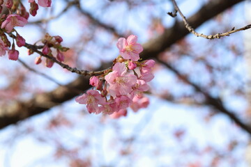 日本の春の公園に咲くピンク色のソメイヨシノのサクラの花