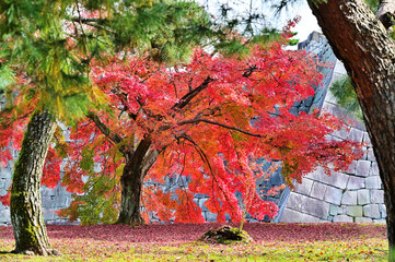 紅葉　日本庭園