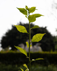 green leaves on a branch