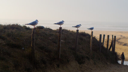 Vue rapprochée de mouettes, au bord de la plage de Moliets-et-Mâa, en période hivernale