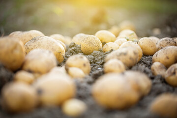 Close up of fresh organic potatoes in the field, agriculture concept