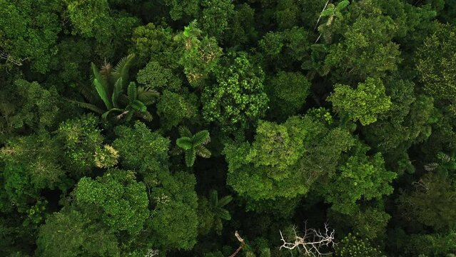 Aerial top down view of a tropical forest canopy showing the rich biodiversity in trees and palm trees in the Amazon rainforest canopy 