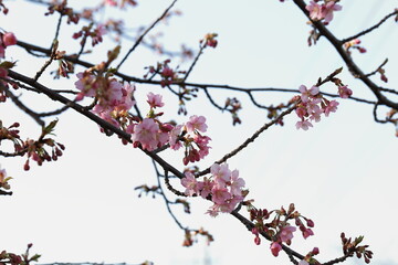 日本の春の公園に咲くピンク色のソメイヨシノのサクラの花