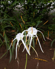 white flower in the garden