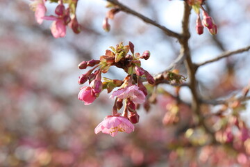 日本の春の公園に咲くピンク色のソメイヨシノのサクラの花