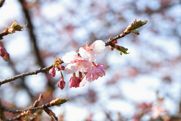 日本の春の公園に咲くピンク色のソメイヨシノのサクラの花