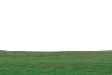  Green grass in spring isolated on a white background.