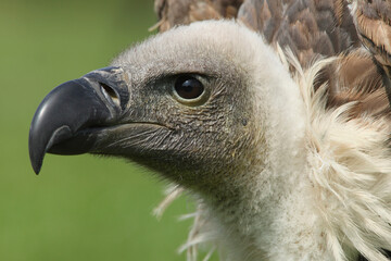 A portrait of a White-backed Vulture against a green background
