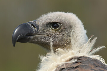 A portrait of a White-backed Vulture
