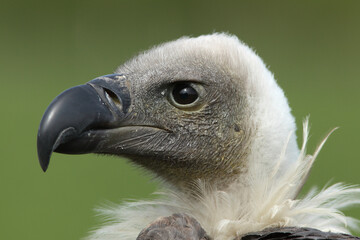 A portrait of a White-backed Vulture
