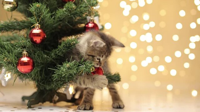 The cat plays with decorative red glass balls, next to the Christmas tree. Copy space
