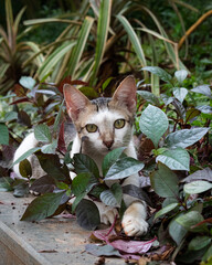 cat in the garden