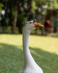 close up of a goose