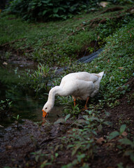 white goose in a pond