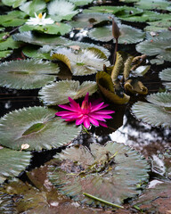 water lily in the pond