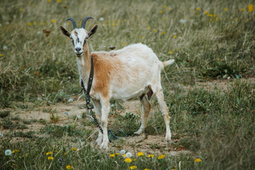 Chained goat standing on green grass