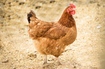 A hen walking on the sand