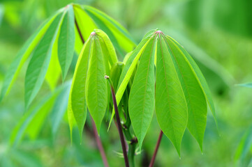 Nature close-up of green casava leaves selective focus