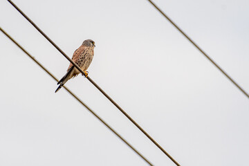 High resolution close up portrait of a single common falcon bird in the wild- Israel