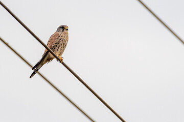 High resolution close up portrait of a single common falcon bird in the wild- Israel