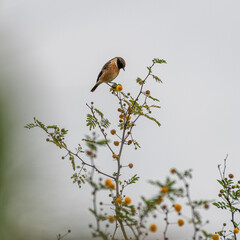 High resolution close up portrait of a single Stonechat bird in the wild- Israel