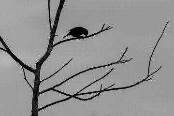 High resolution close up portrait of a single Linnet bird in the wild- Israel