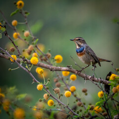 High resolution close up portrait of a single Bluethroat bird in the wild- Israel