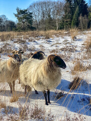 Wooly sheep in the snow