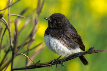 beautiful bird on the branch in blur green background, The pied bush chat is a small passerine bird 