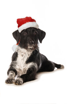 Cross breed dog with santa hat