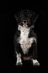Cross breed dog on black background