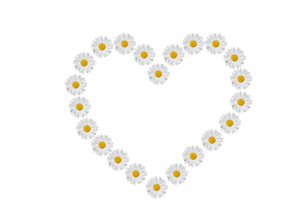 Heart made of daisies flowers.