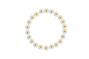 Daisies flowers frame in circle.