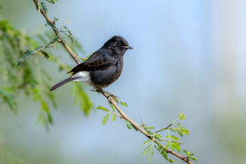 beautiful bird on the branch in blur green background, The pied bush chat is a small passerine bird 