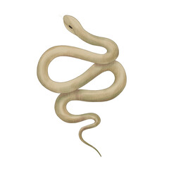  magical forest elements. images of a snake, night moth, fly agaric mushrooms, plant and space elements. Ideal for printing on fabric or clothing, wallpaper and wrapping paper