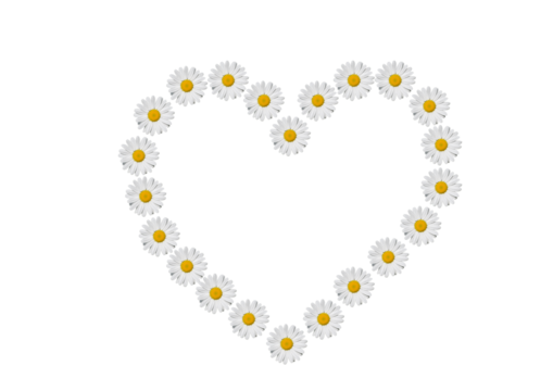 Heart made of daisies flowers.