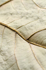 Close-up macro of dry maple leaf with branching veins, abstract tissue structure and fine details...