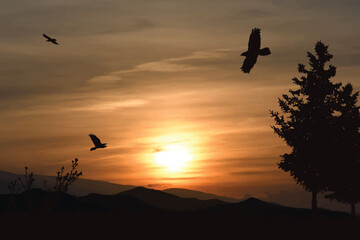 Vector silhouette of forest on sunset background.
