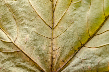Close-up macro of dry maple leaf with branching veins, abstract tissue structure and fine details of foliage, green natural autumn season background