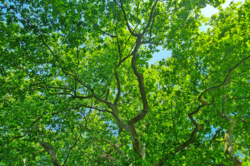 Branches of a green tree against a blue sky.