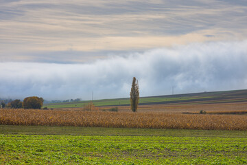 dense wall of white fog on the ground in a nature landscape