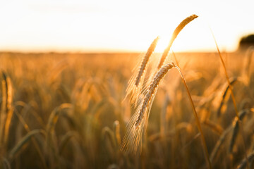 Wheat spikelets in field at sunrise